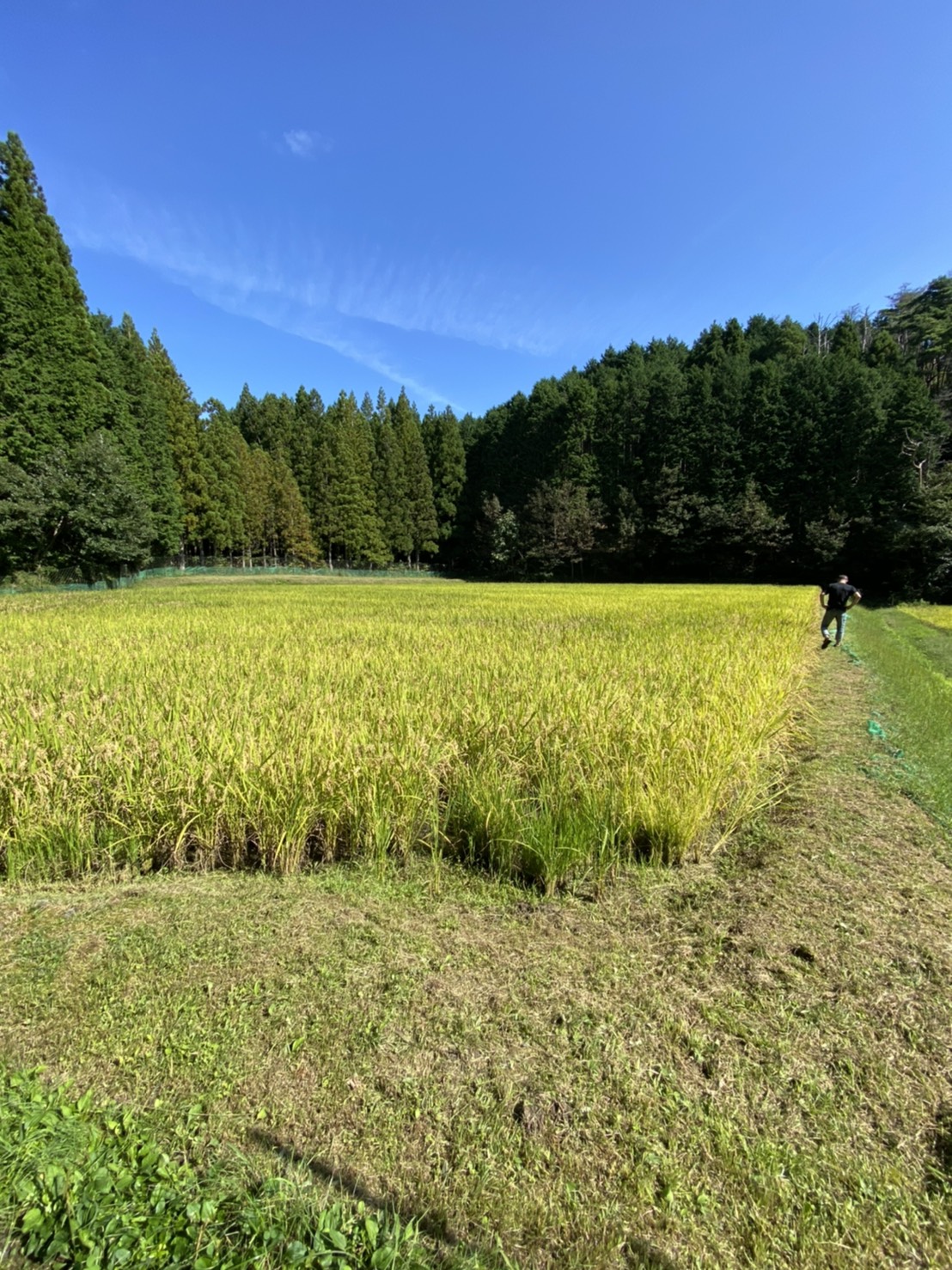 ～田んぼ途中経過②～