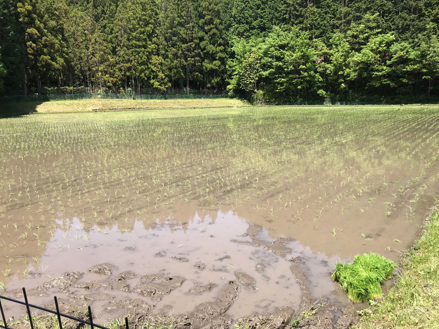 ～　田植え完了のご報告　～