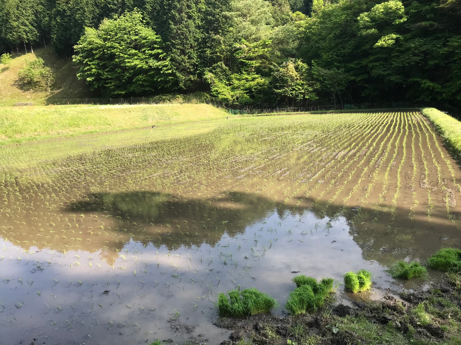 ～　田植え完了のご報告　～