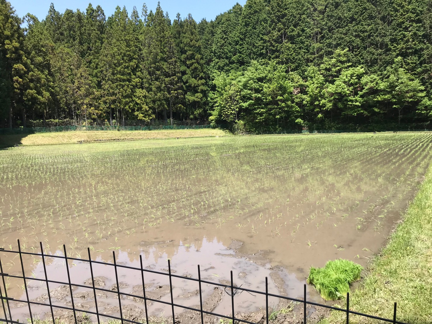 ～　田植え完了のご報告　～