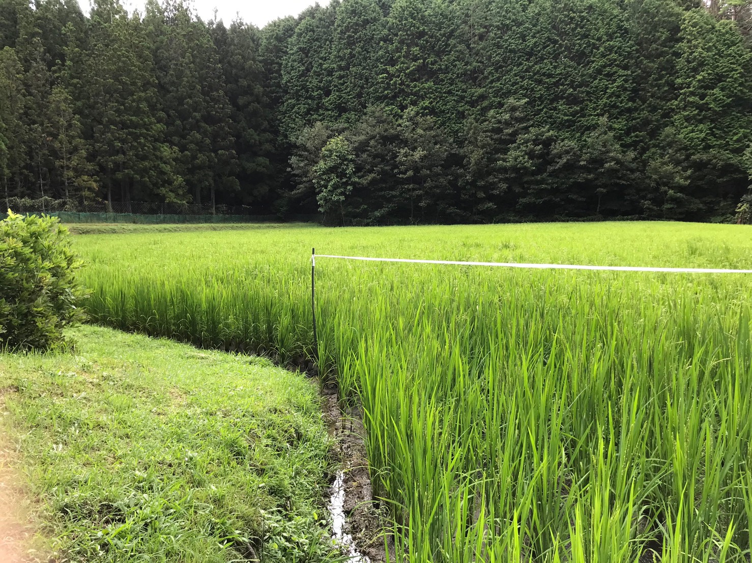 ～　田んぼ途中経過について　～