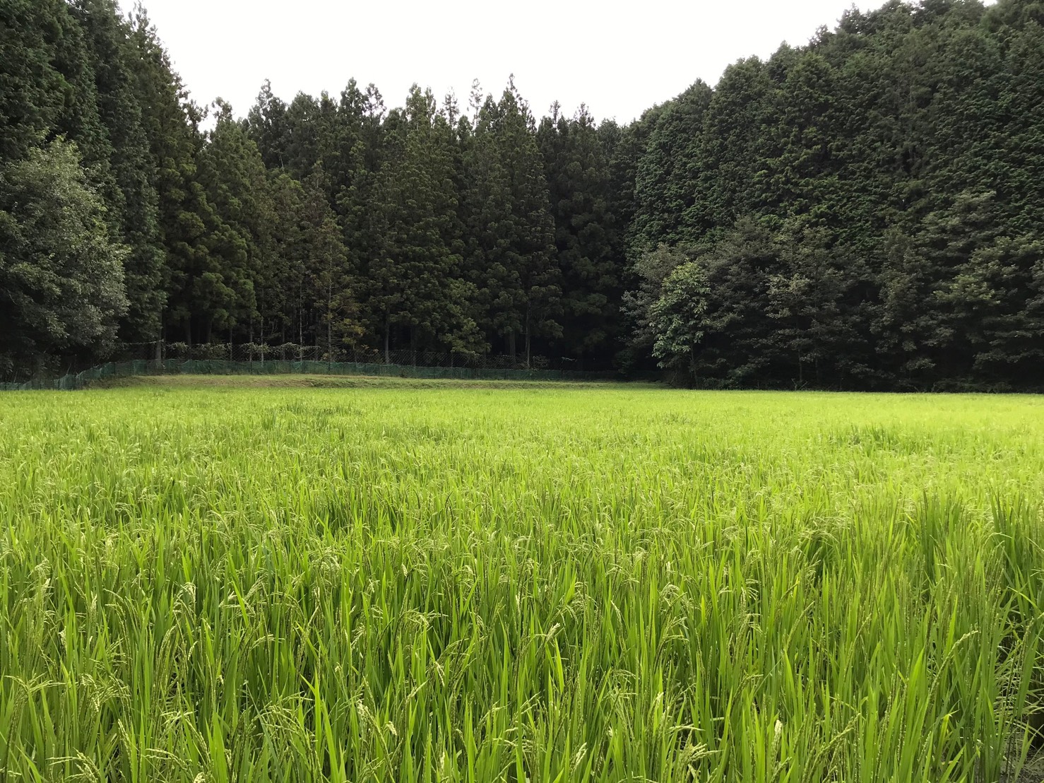 ～　田んぼ途中経過について　～