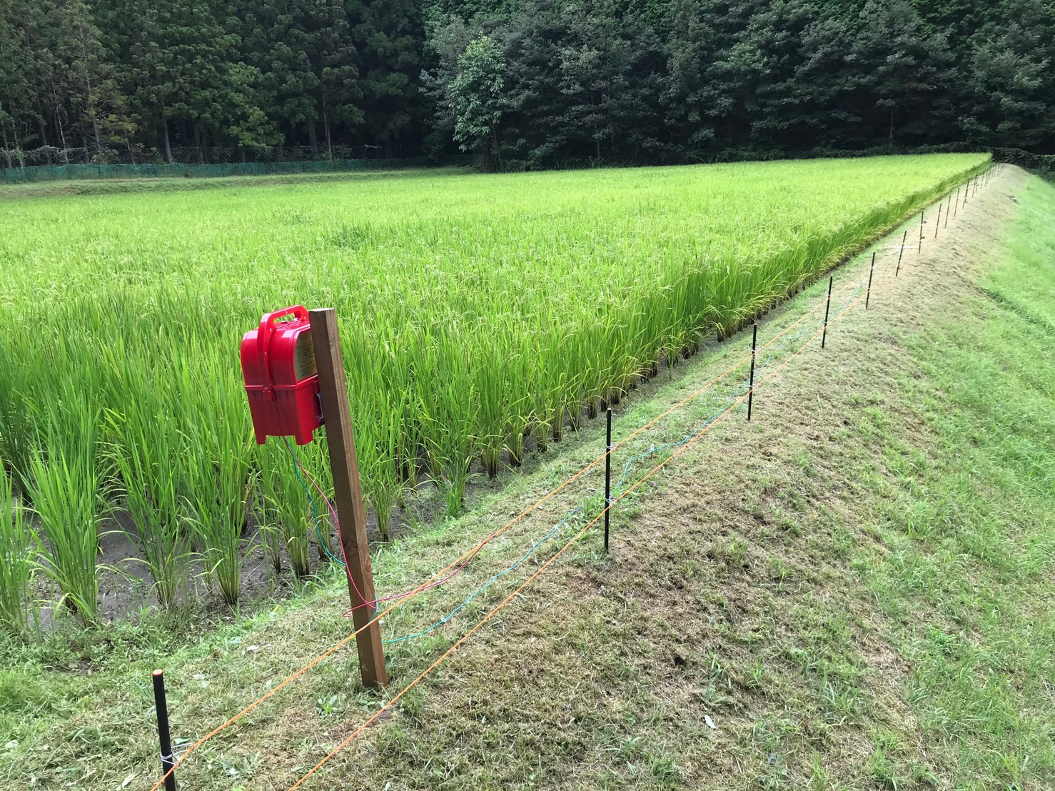 ～　田んぼ途中経過について　～