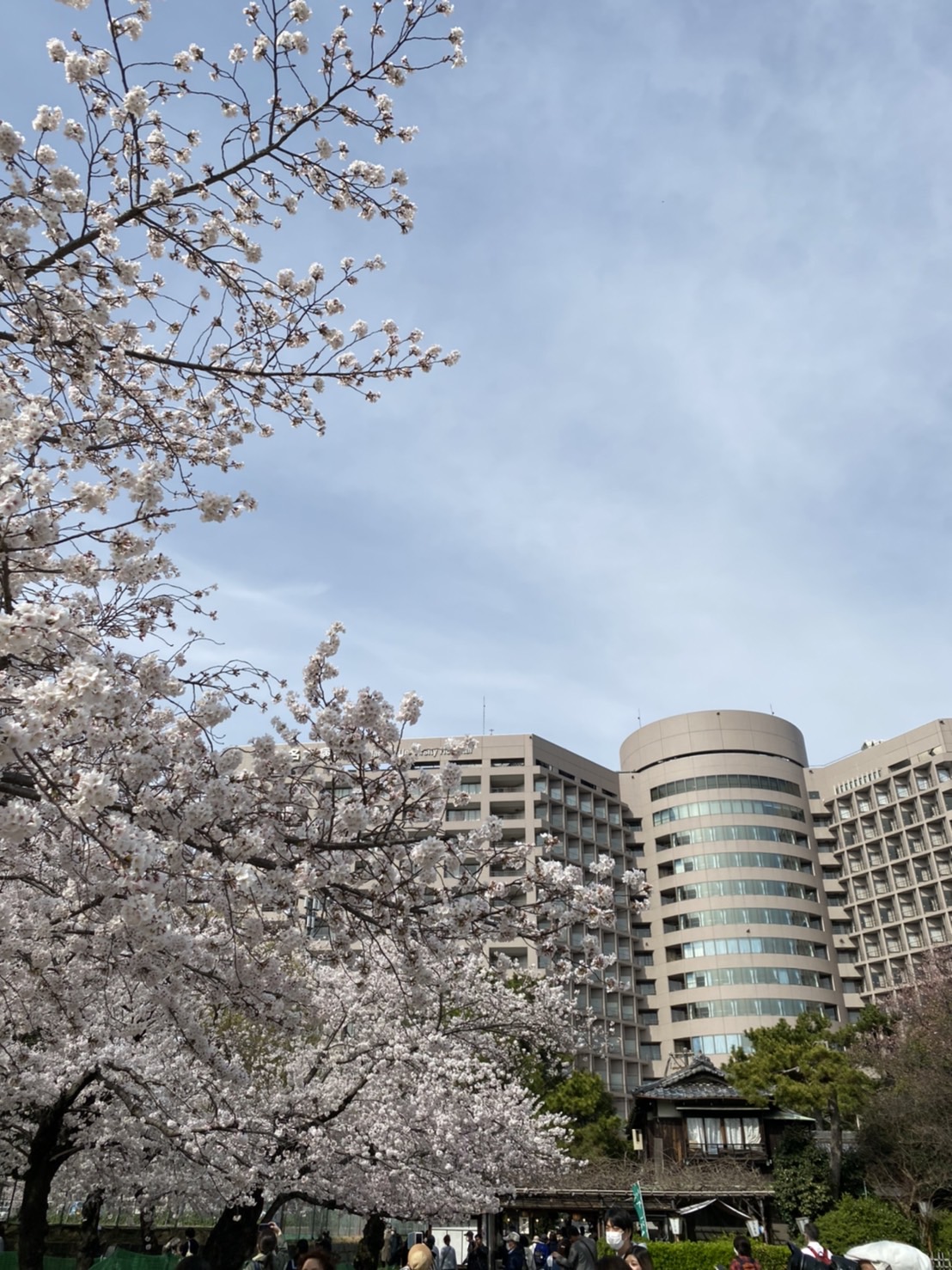 ～?お花（桜）より団子について?～