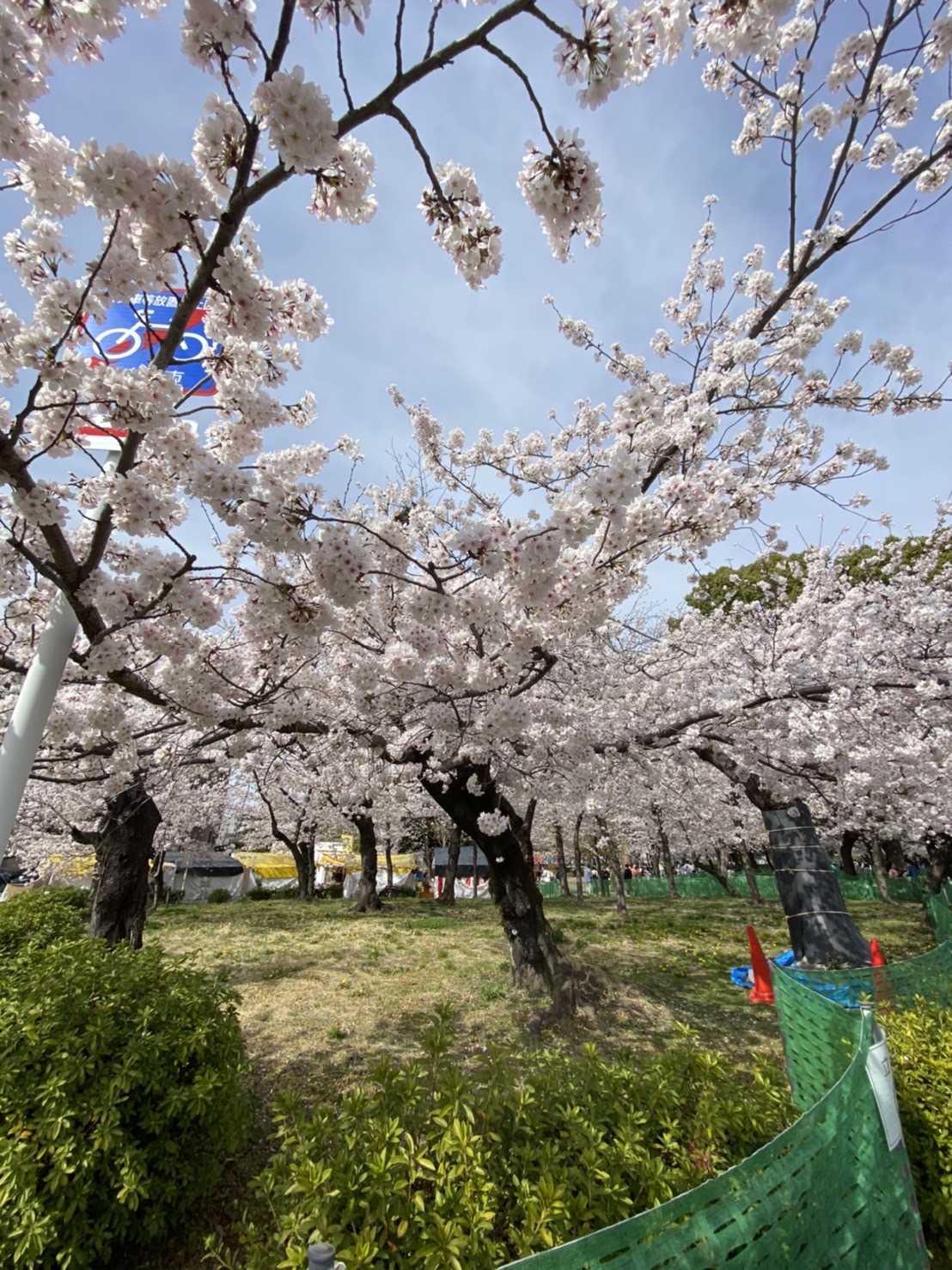 ~?お花(桜)より団子について?~