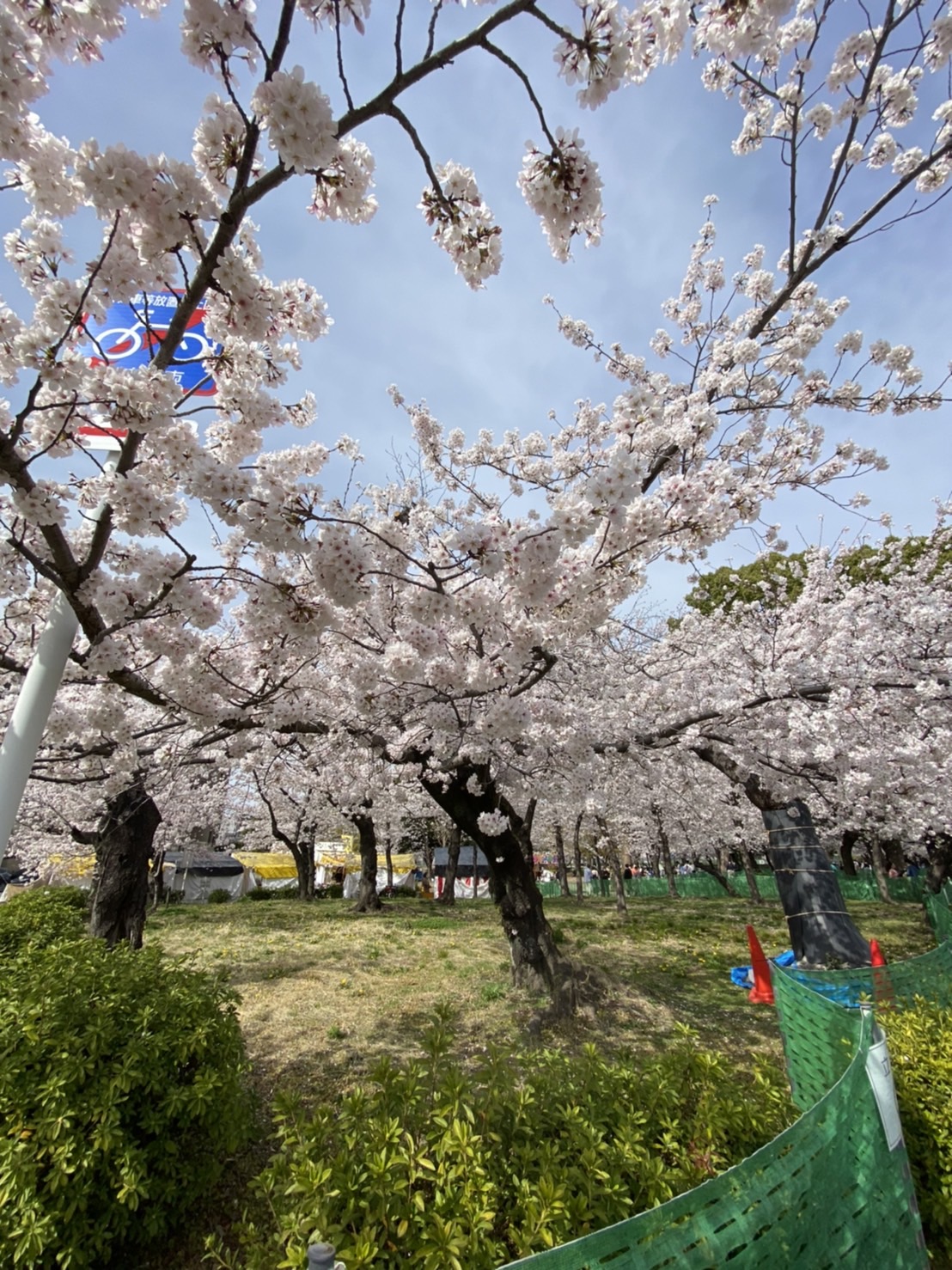 ～?お花（桜）より団子について?～