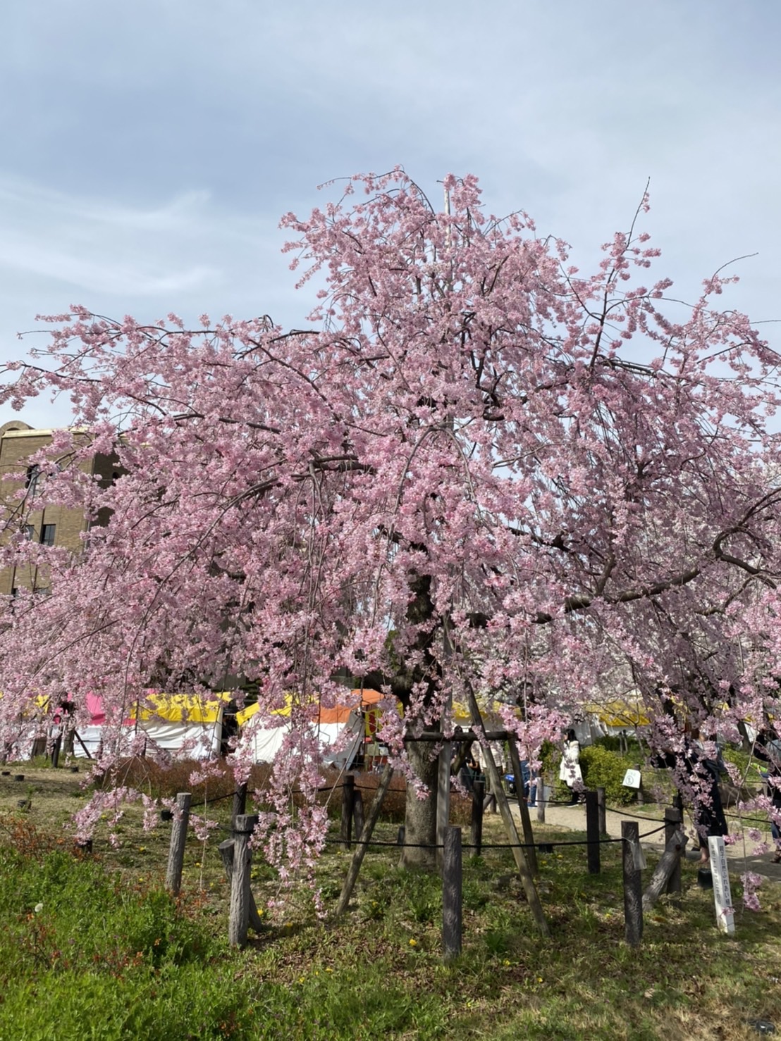 ～?お花（桜）より団子について?～