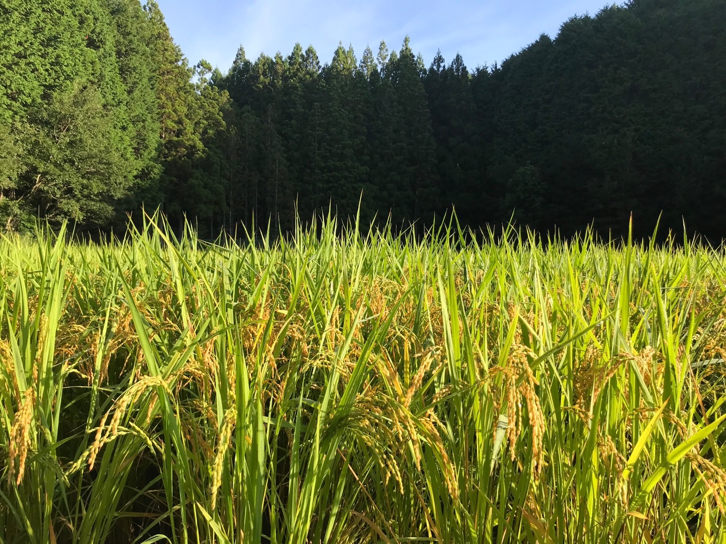 ～　田んぼの途中経過について　～