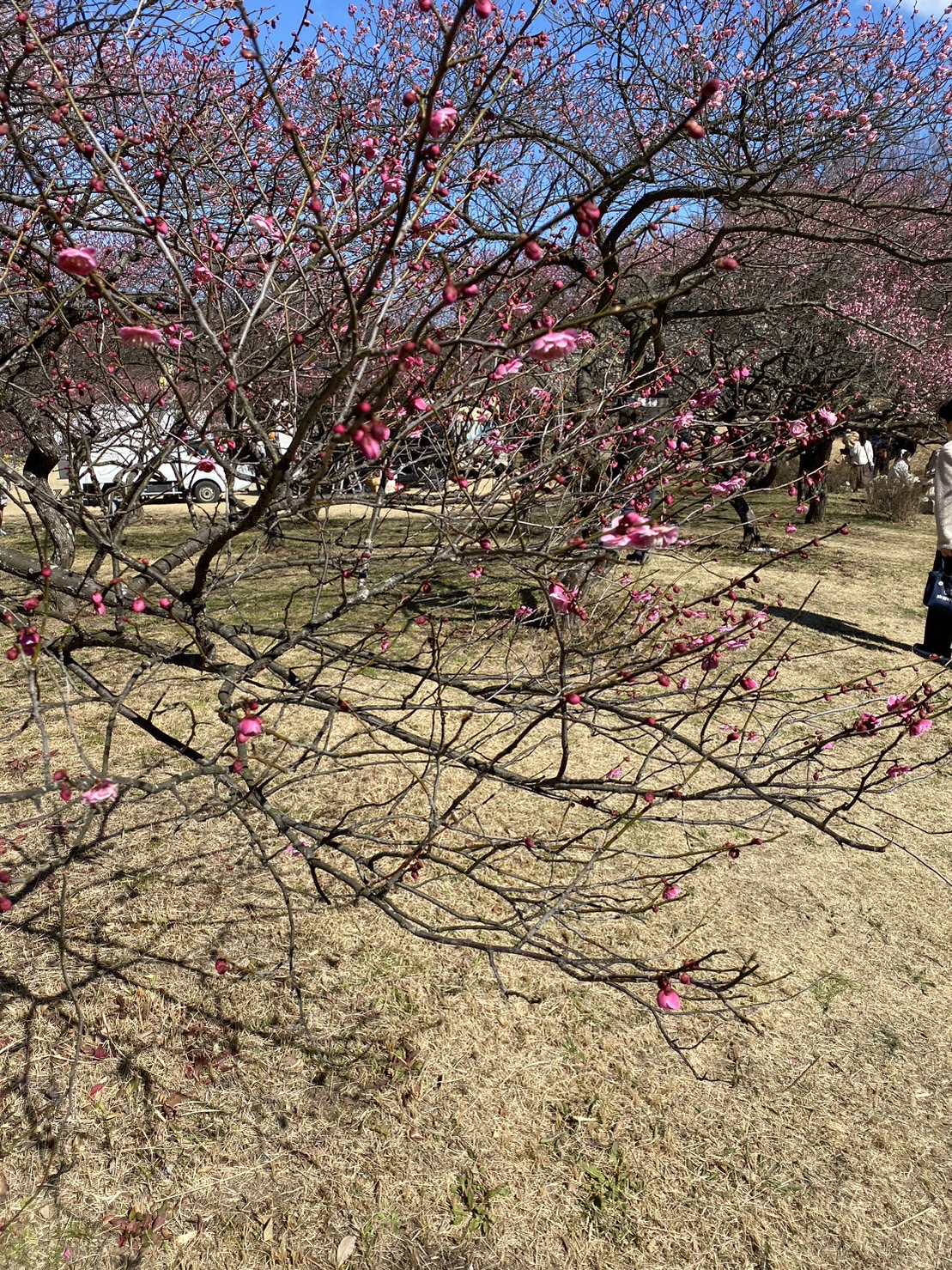 ～　梅花まつりについて　～