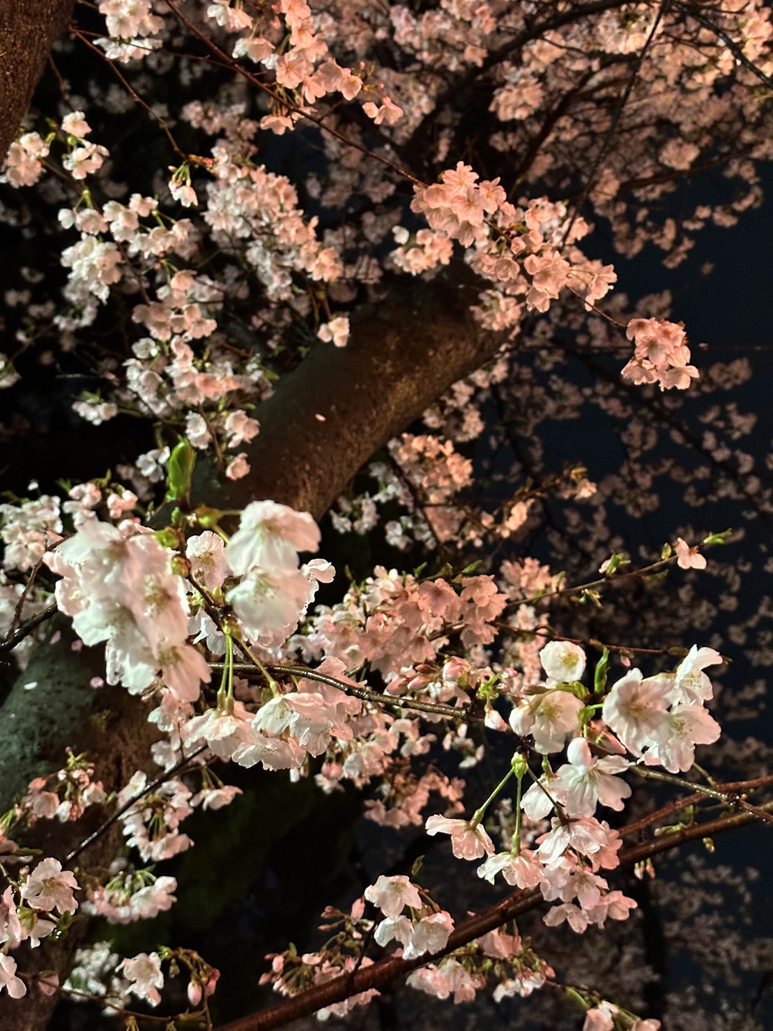 ～　千本桜の花見について　～