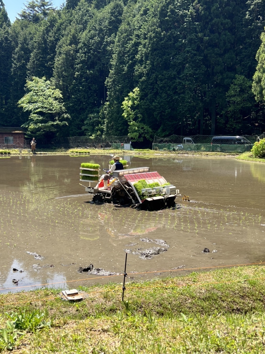 ～　田植え完了について　～