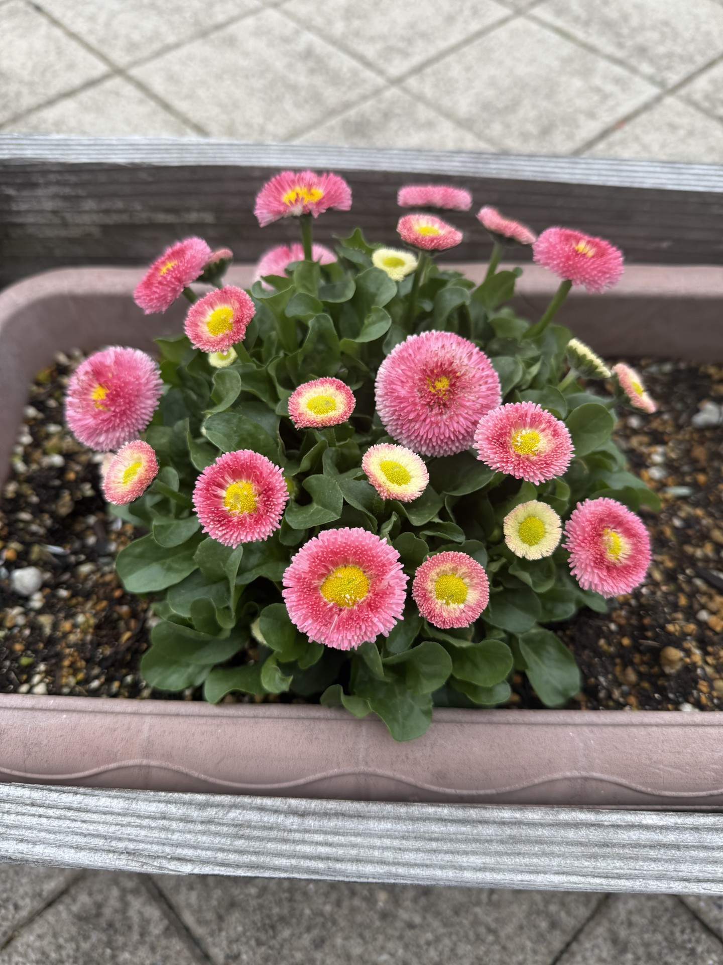 　　お客様のご趣味！！　　　プライベートで見かける綺麗な花たち