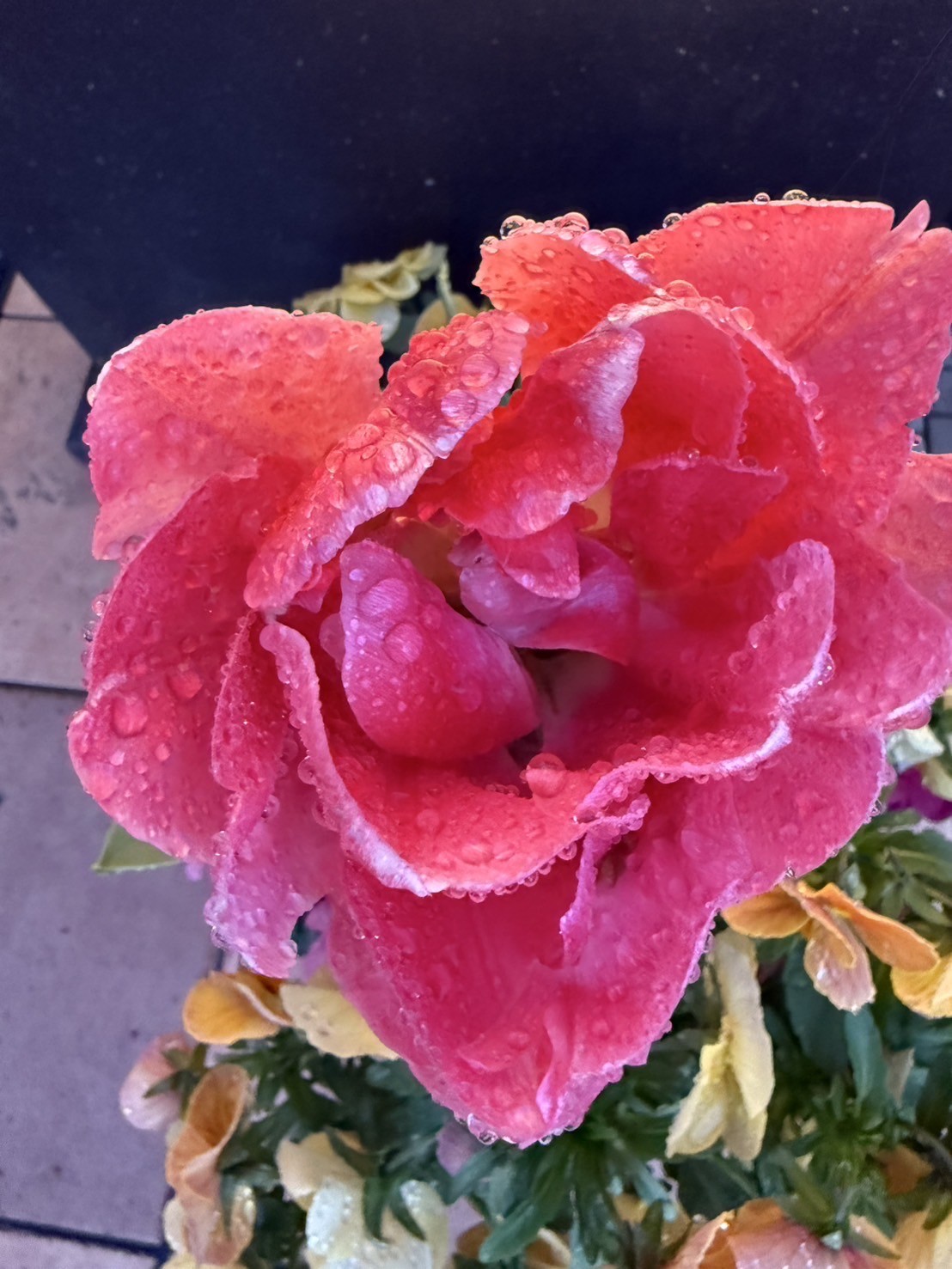 　　お客様のご趣味！！　　　プライベートで見かける綺麗な花たち
